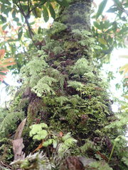 Hymenophyllum fujisanense