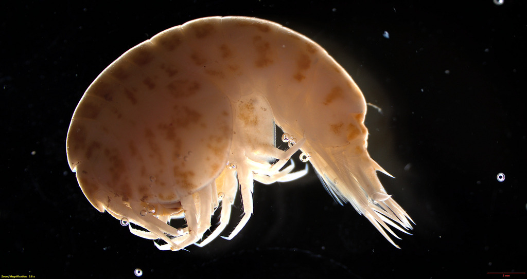 Stegocephalus inflatus