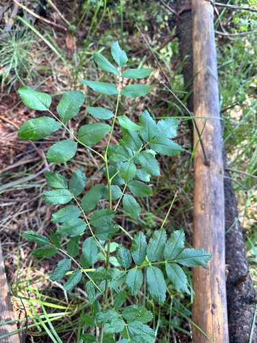 Sorbus californica, photograph 2