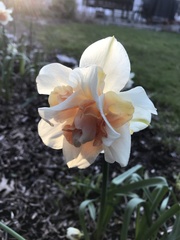 Narcissus poeticus
