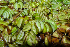 Salvinia biloba