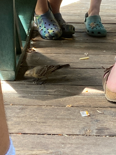 iNaturalist observation photo of Brown-headed Cowbird