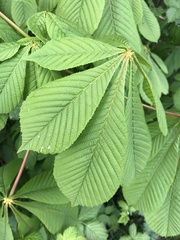 Aesculus hippocastanum