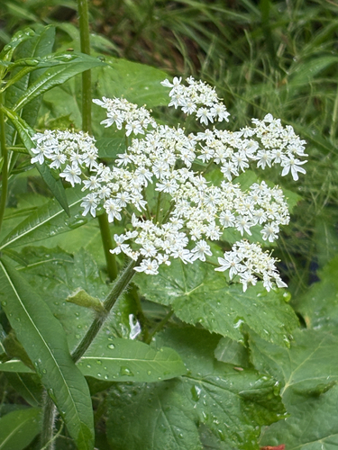 iNaturalist observation photo of common cowparsnip