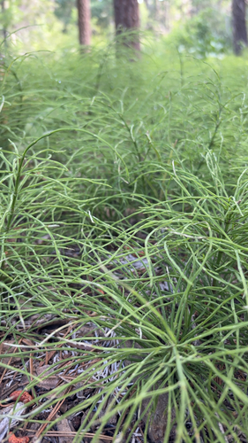 iNaturalist observation photo of field horsetail