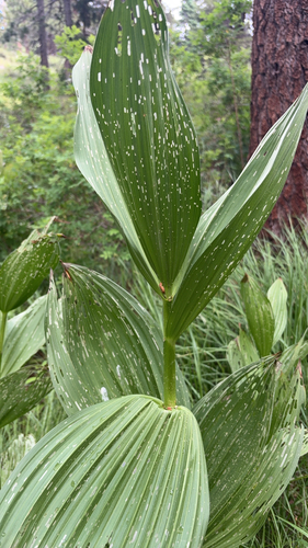 iNaturalist observation photo of Corn Lily