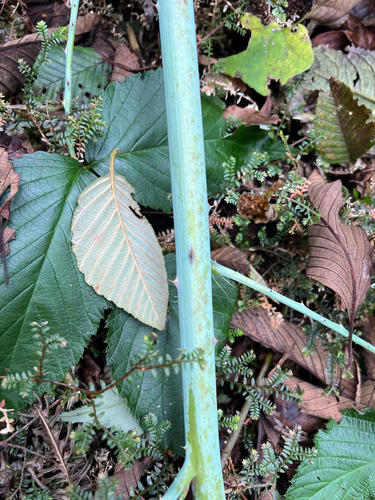 Rubus glaucus, photograph 4