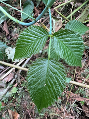 Rubus glaucus, photograph author not stated, no rights reserved