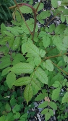 Aruncus dioicus