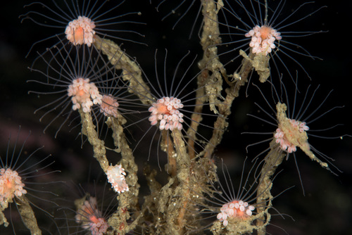 Tubularia indivisa