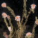 Tubularia indivisa