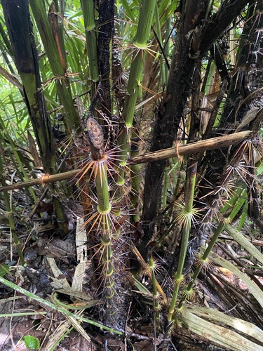 Salak