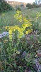 Smyrnium perfoliatum rotundifolium
