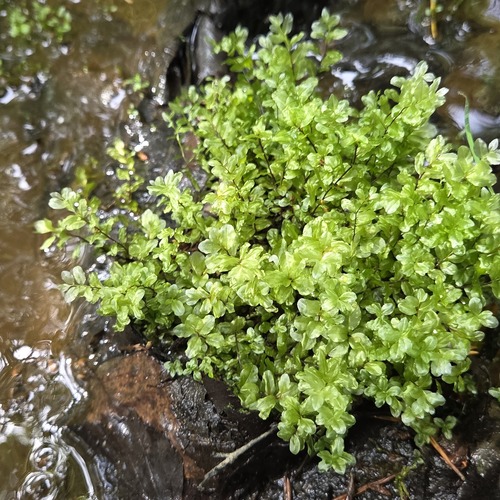 Pseudobryum cinclidioides observed 2026-07-14