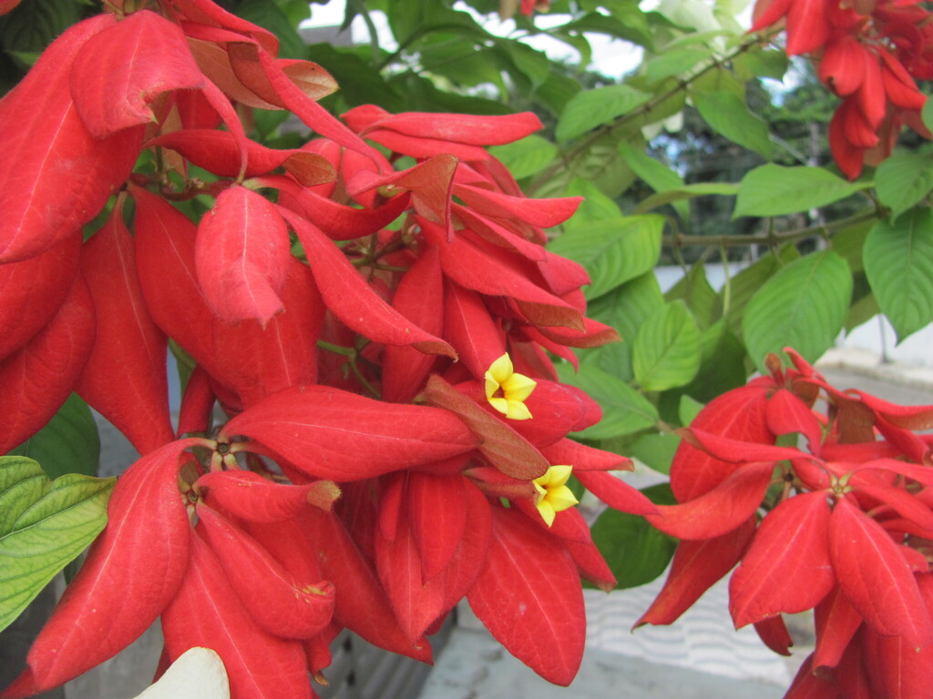 Mussaenda erythrophylla, Cantinho do Céu, São Luís - MA, 65066-620, Brasil