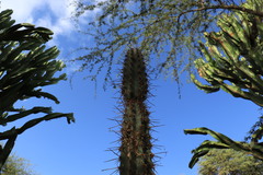 Armatocereus cartwrightianus