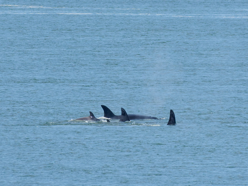 Sighting photo