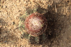 Melocactus peruvianus