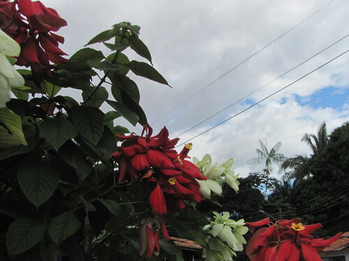 Mussaenda erythrophylla