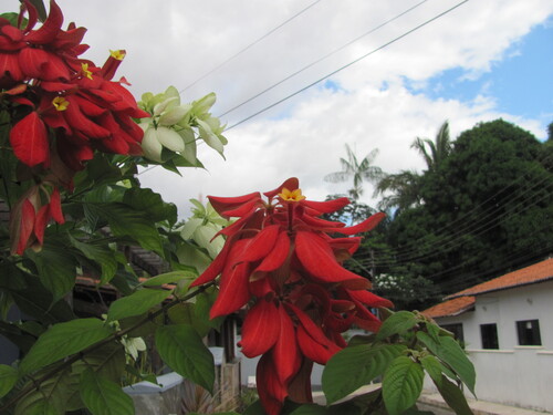 Mussaenda erythrophylla