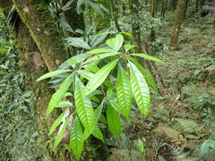 Lithocarpus brevicaudatus