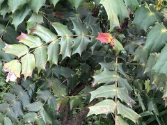 Calonectria