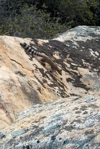Ringtail observed by birdeater23