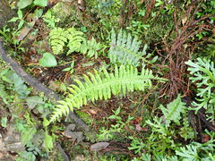 Plagiogyria stenoptera