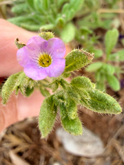 Nama hispida