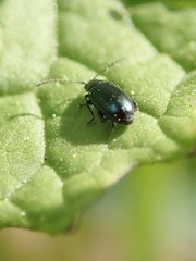 Phyllotreta nigripes