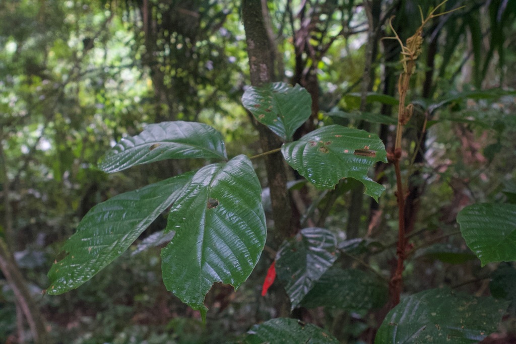 Paullinia rugosa