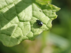 Phyllotreta nigripes