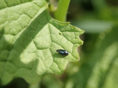 Phyllotreta nigripes