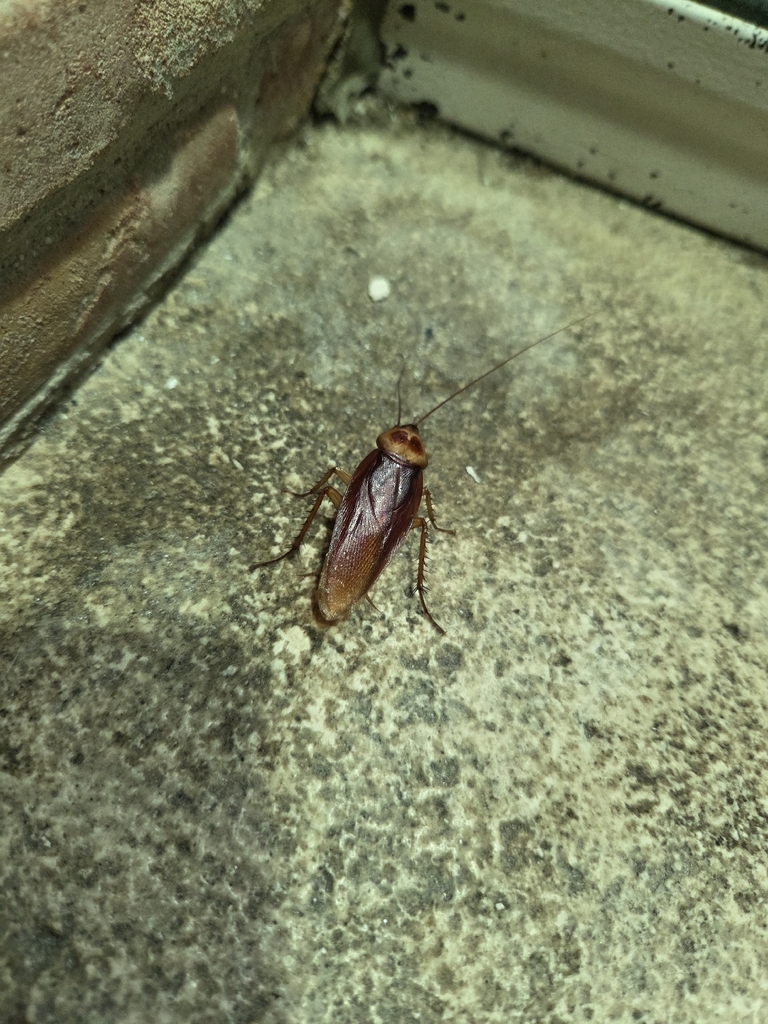 American Cockroach