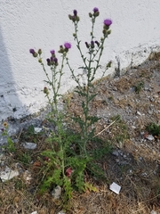 Cirsium rhaphilepis