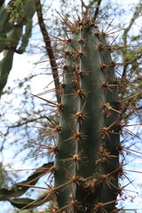 Armatocereus cartwrightianus