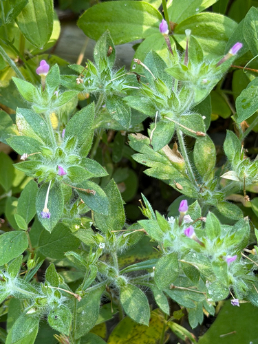 Collomia heterophylla