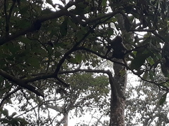 Macaca