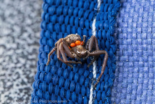Punctated Ground Crab Spider