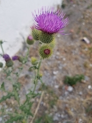 Cirsium rhaphilepis