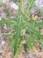 Cirsium rhaphilepis