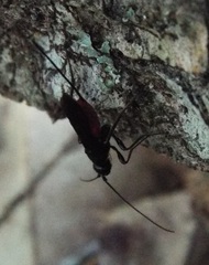 Atanycolus longicauda