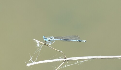 Blue Featherleg
