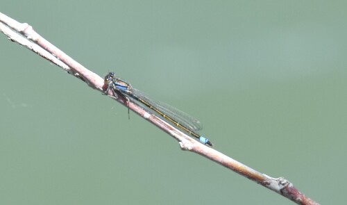 Blue-tailed Damselfly