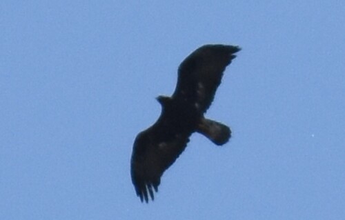 Golden Eagle