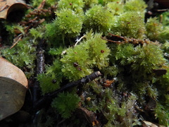 Sphagnum strictum