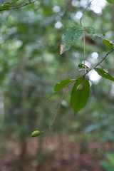 Hirtella racemosa image