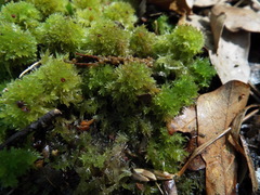 Sphagnum strictum