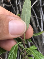 Monardella hypoleuca hypoleuca