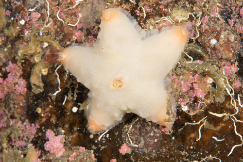 Pteraster militaris